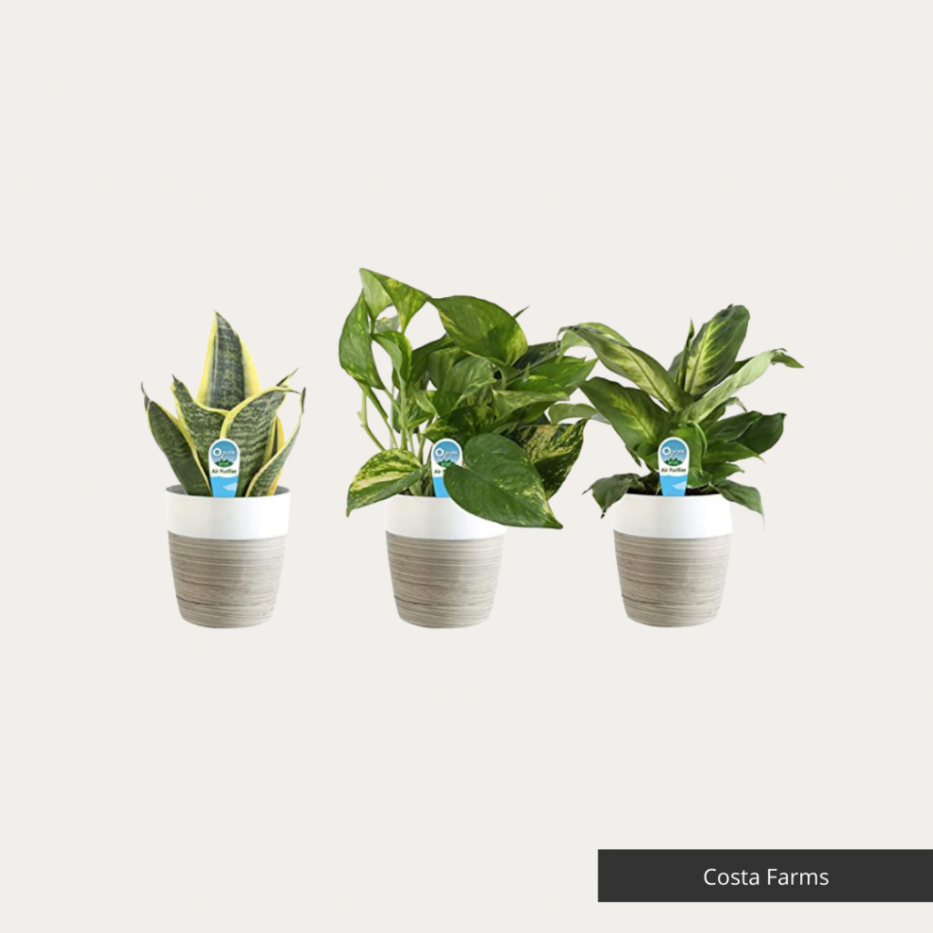 Indoor Plants Costa Farms