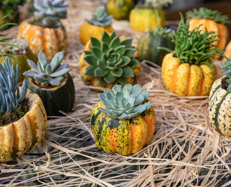 Succulent Pumpkin
