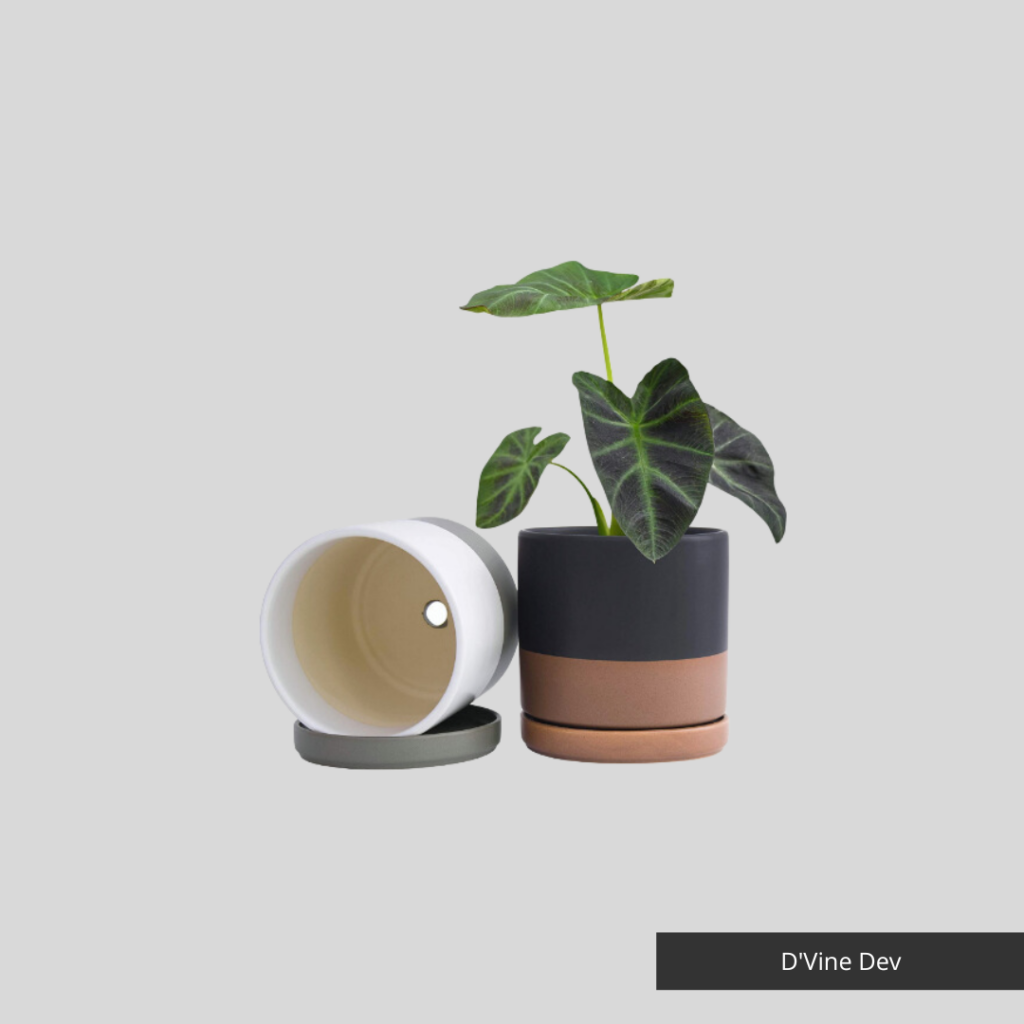 Small Planter by D'Vine Dev