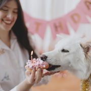 Dog Birthday Celebration