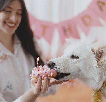Dog Birthday Celebration