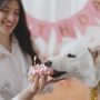 Dog Birthday Celebration