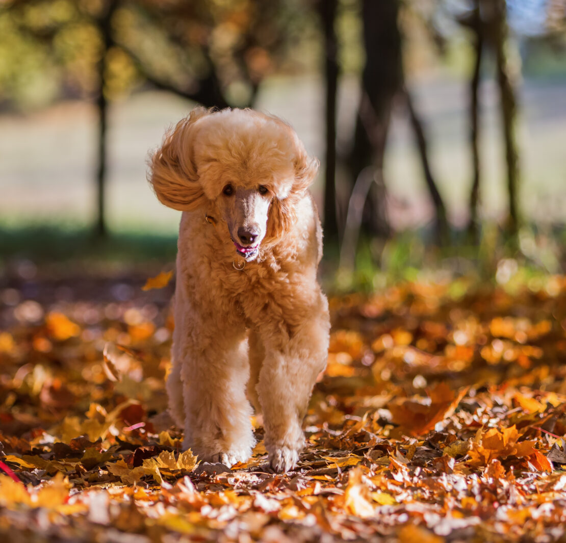 Dog running through leaves in autumn.