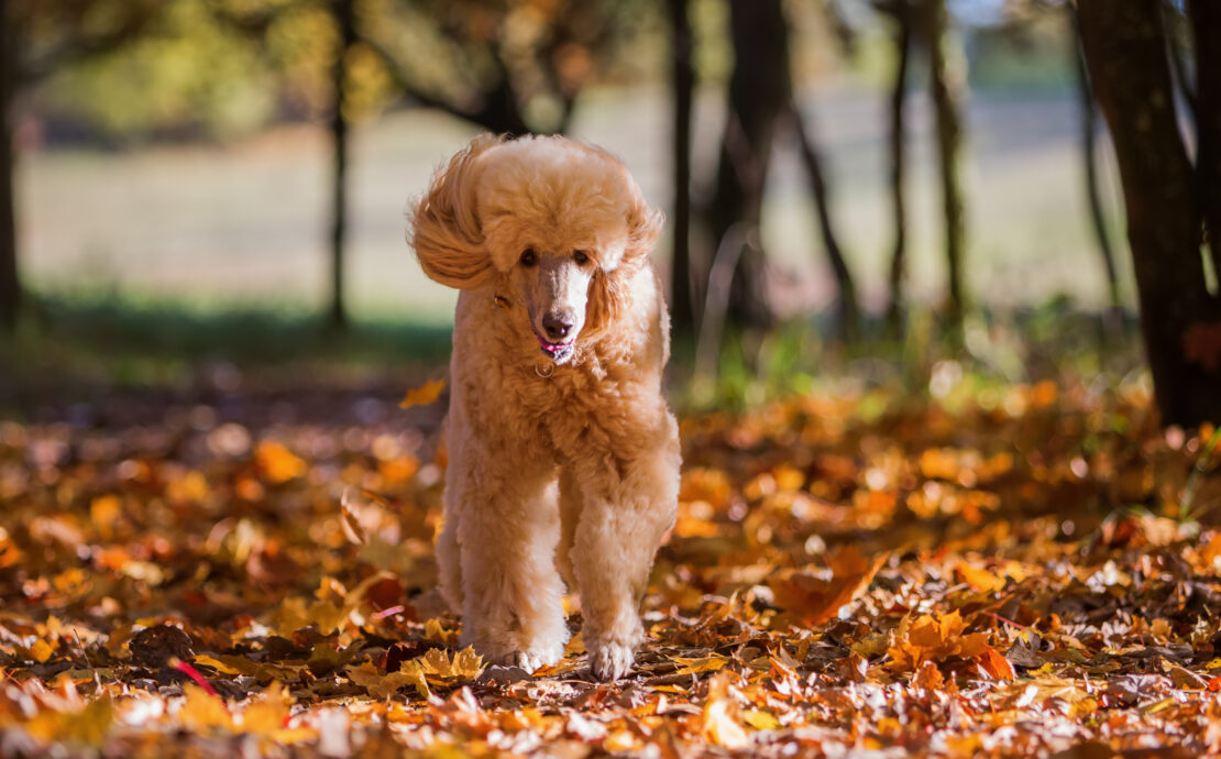 Dog running through leaves in autumn.