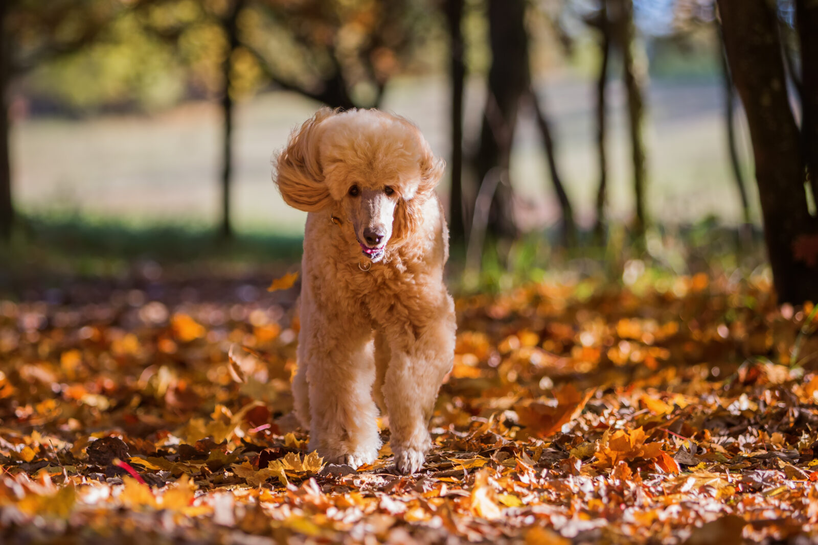 Dog running through leaves in autumn.