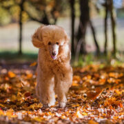 Dog running through leaves in autumn.