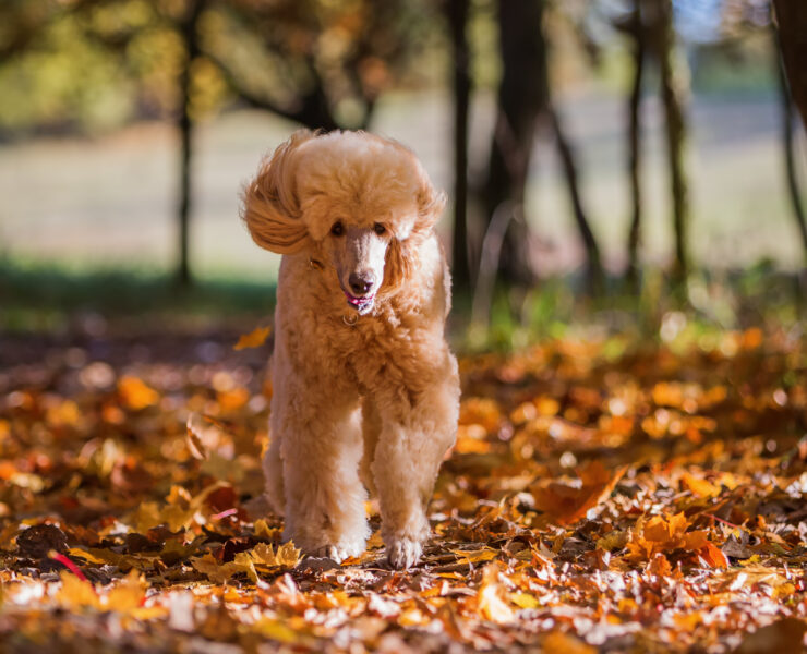 Dog running through leaves in autumn.
